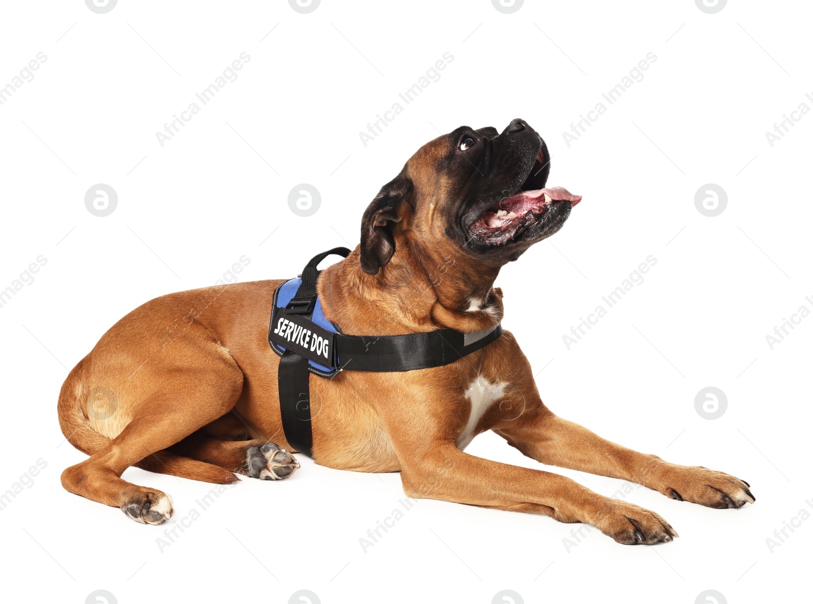 Photo of Cute service dog in vest on white background