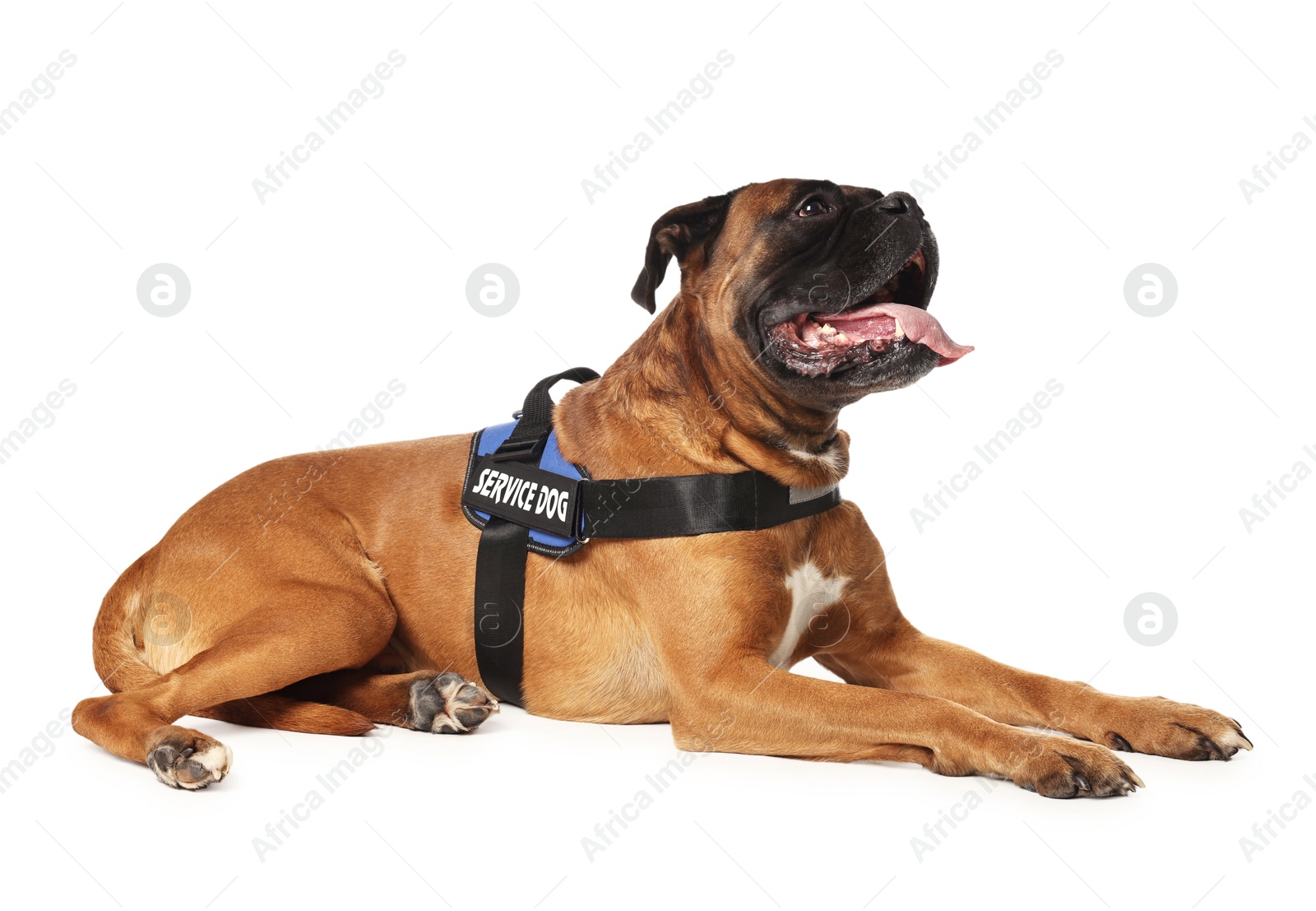 Photo of Cute service dog in vest on white background