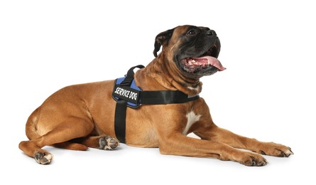 Photo of Cute service dog in vest on white background