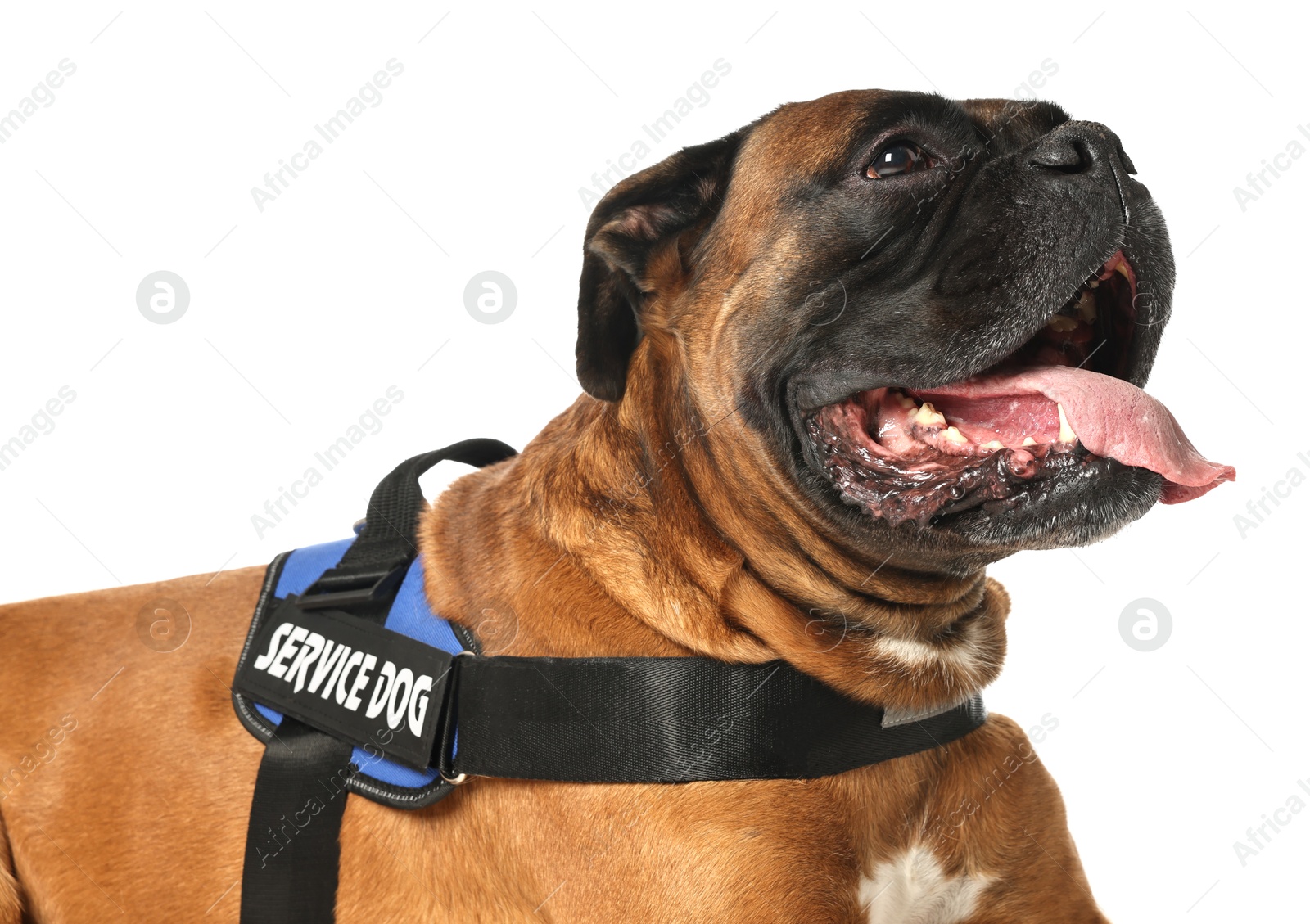 Photo of Cute service dog in vest on white background