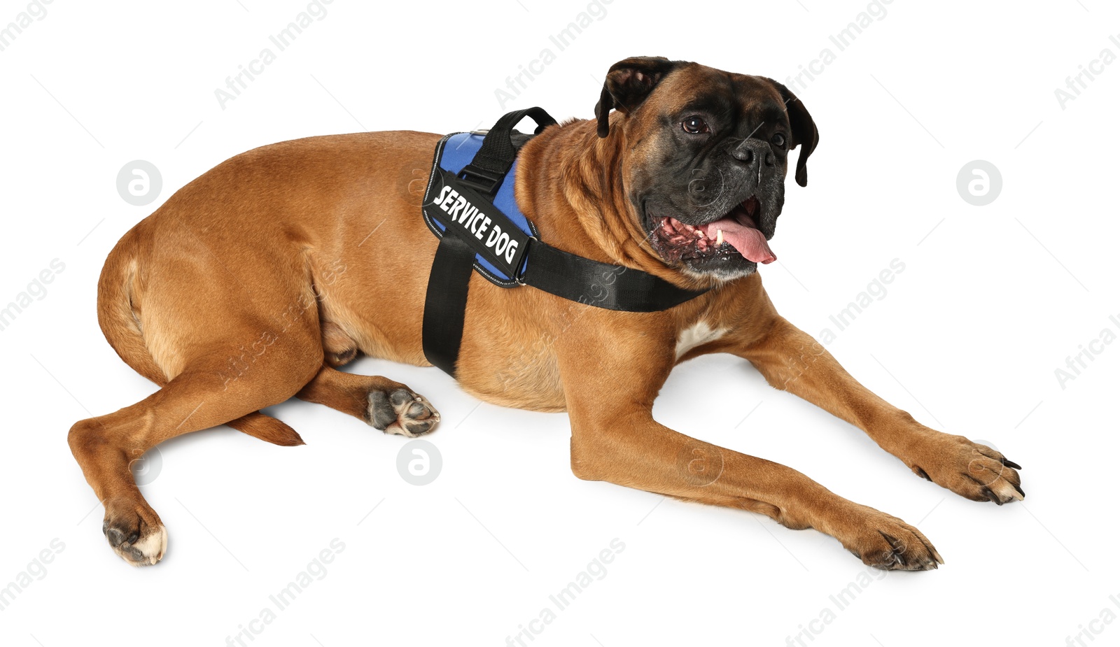 Photo of Cute service dog in vest on white background