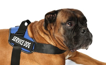 Photo of Cute service dog in vest on white background