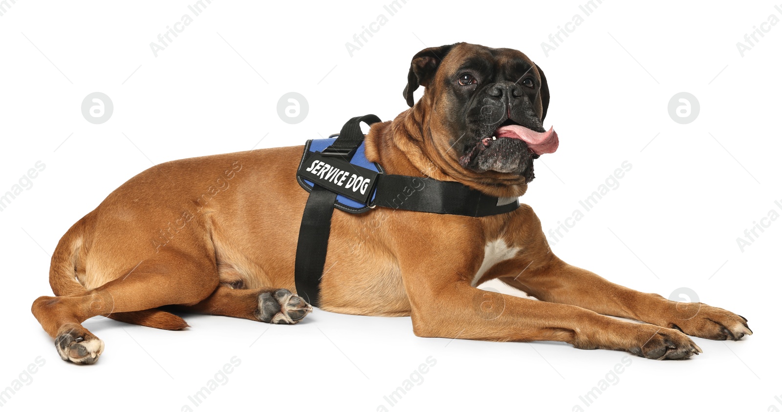 Photo of Cute service dog in vest on white background