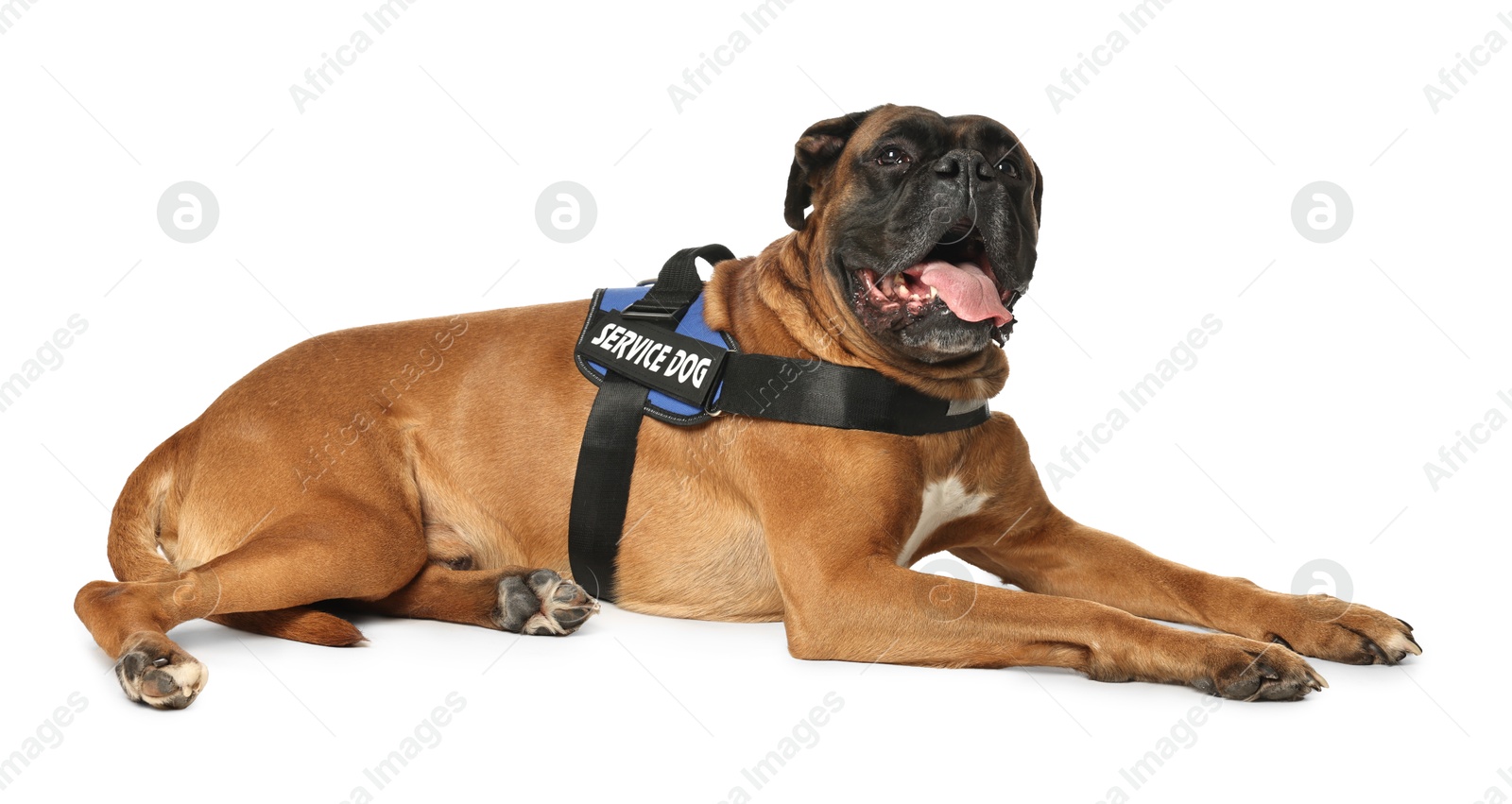 Photo of Cute service dog in vest on white background