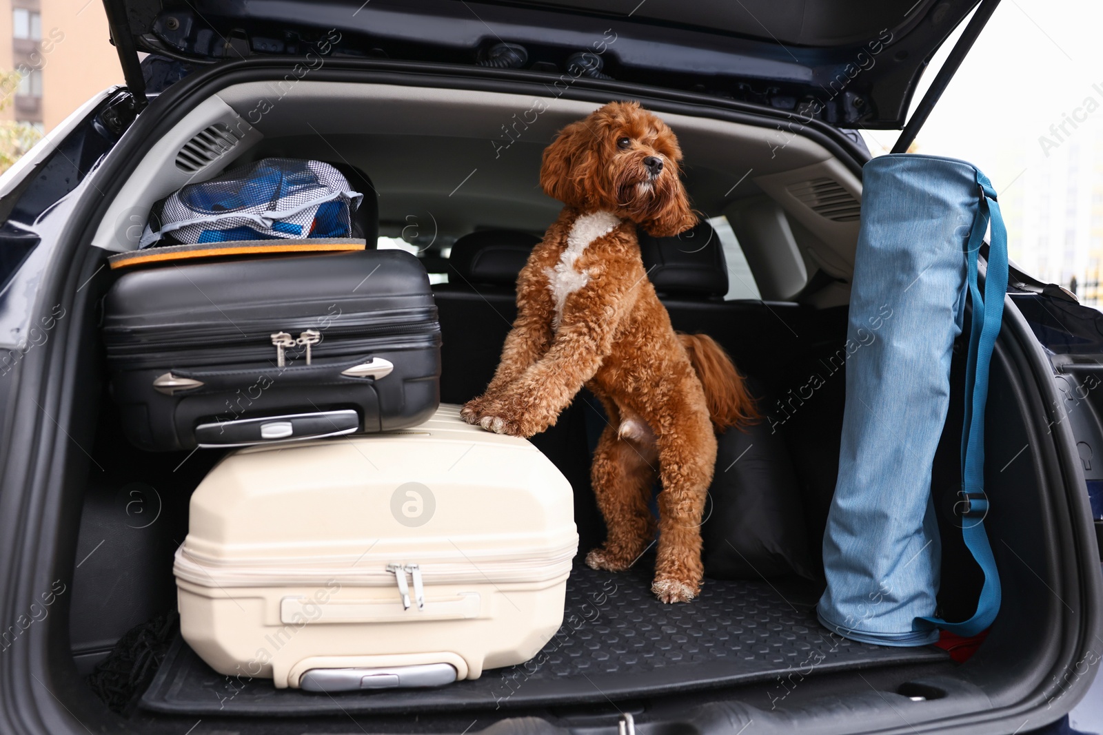 Photo of Cute Cavapoo dog with suitcases and other stuff in car trunk