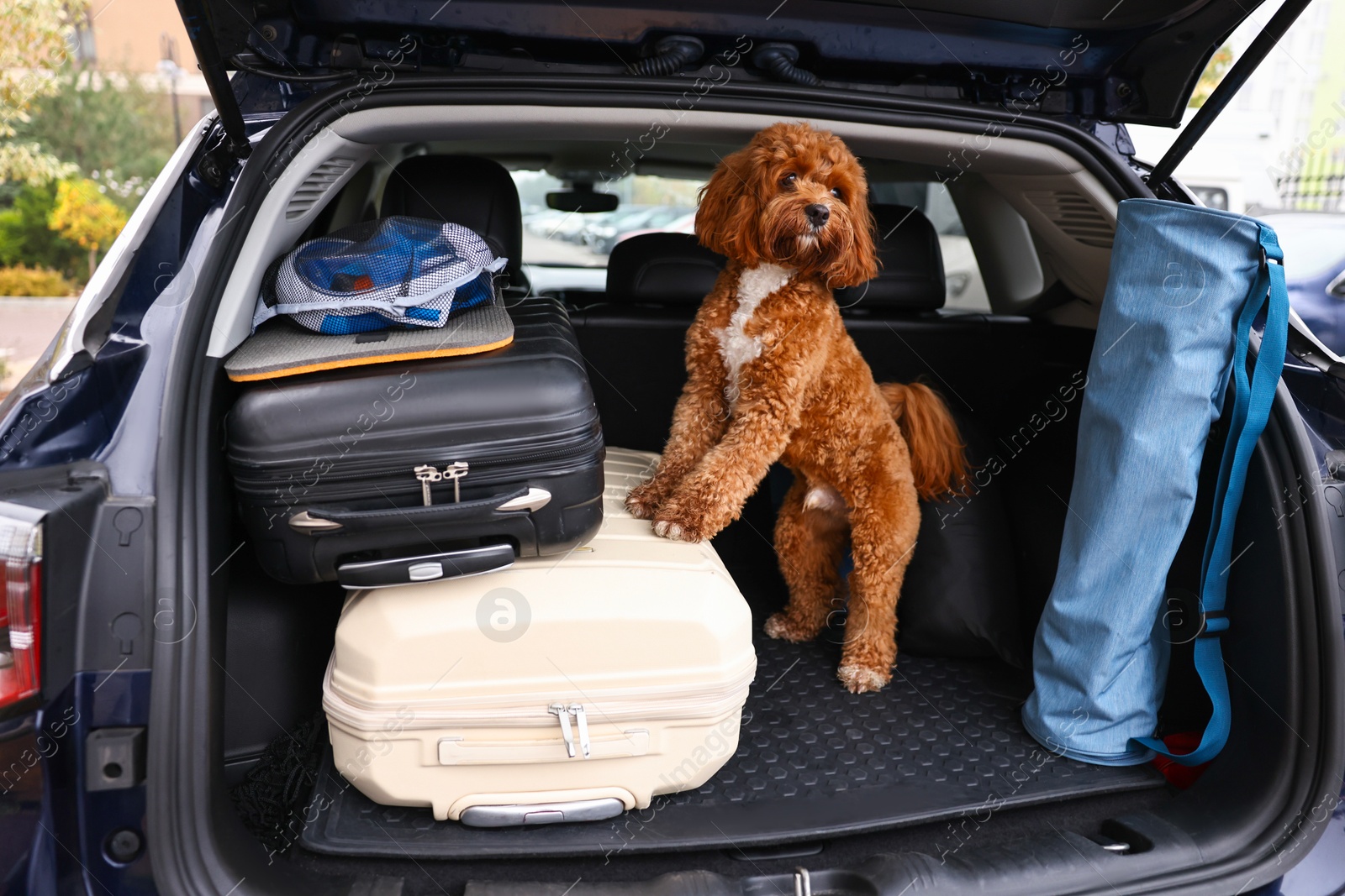 Photo of Cute Cavapoo dog with suitcases and other stuff in car trunk