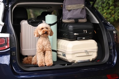 Photo of Cute Toy Poodle dog with suitcases and other stuff in car trunk