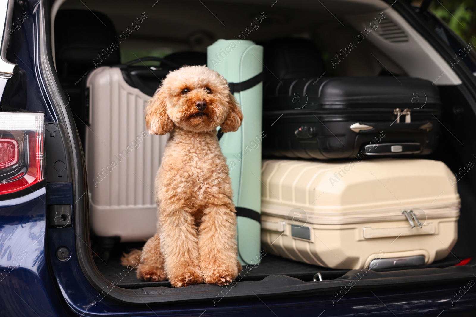 Photo of Cute Toy Poodle dog with suitcases and mat in car trunk