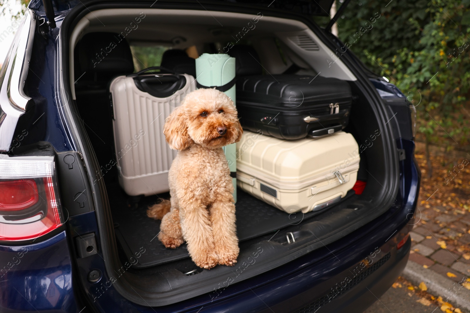 Photo of Cute Toy Poodle dog with suitcases and mat in car trunk