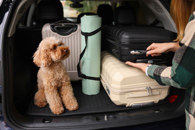 Photo of Cute toy poodle sitting in car trunk while owner loading suitcases inside