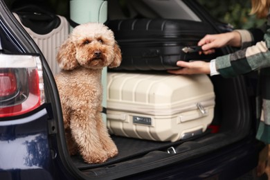 Photo of Cute toy poodle sitting in car trunk while owner loading suitcases inside, selective focus