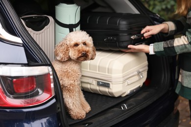 Photo of Cute toy poodle sitting in car trunk while owner loading suitcases inside, selective focus