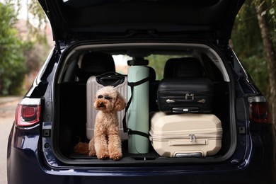 Photo of Cute Toy Poodle dog with suitcases and mat in car trunk