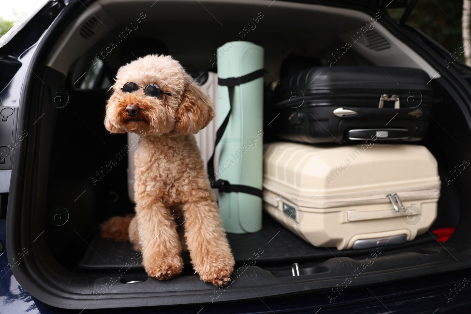 Photo of Cute Toy Poodle dog with suitcases and mat in car trunk