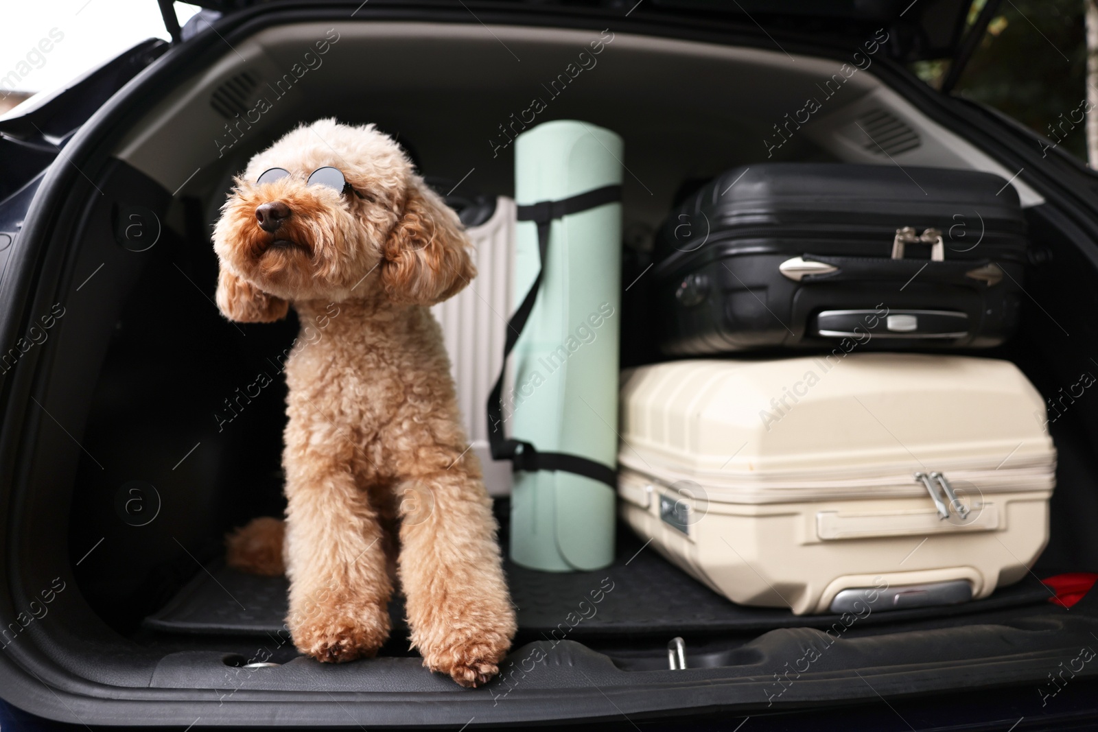 Photo of Cute Toy Poodle dog with suitcases and mat in car trunk