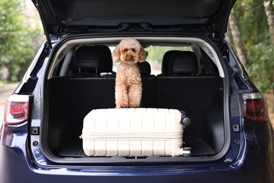 Photo of Cute Toy Poodle dog and suitcase in car trunk