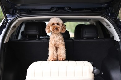 Photo of Cute Toy Poodle dog and suitcase in car trunk