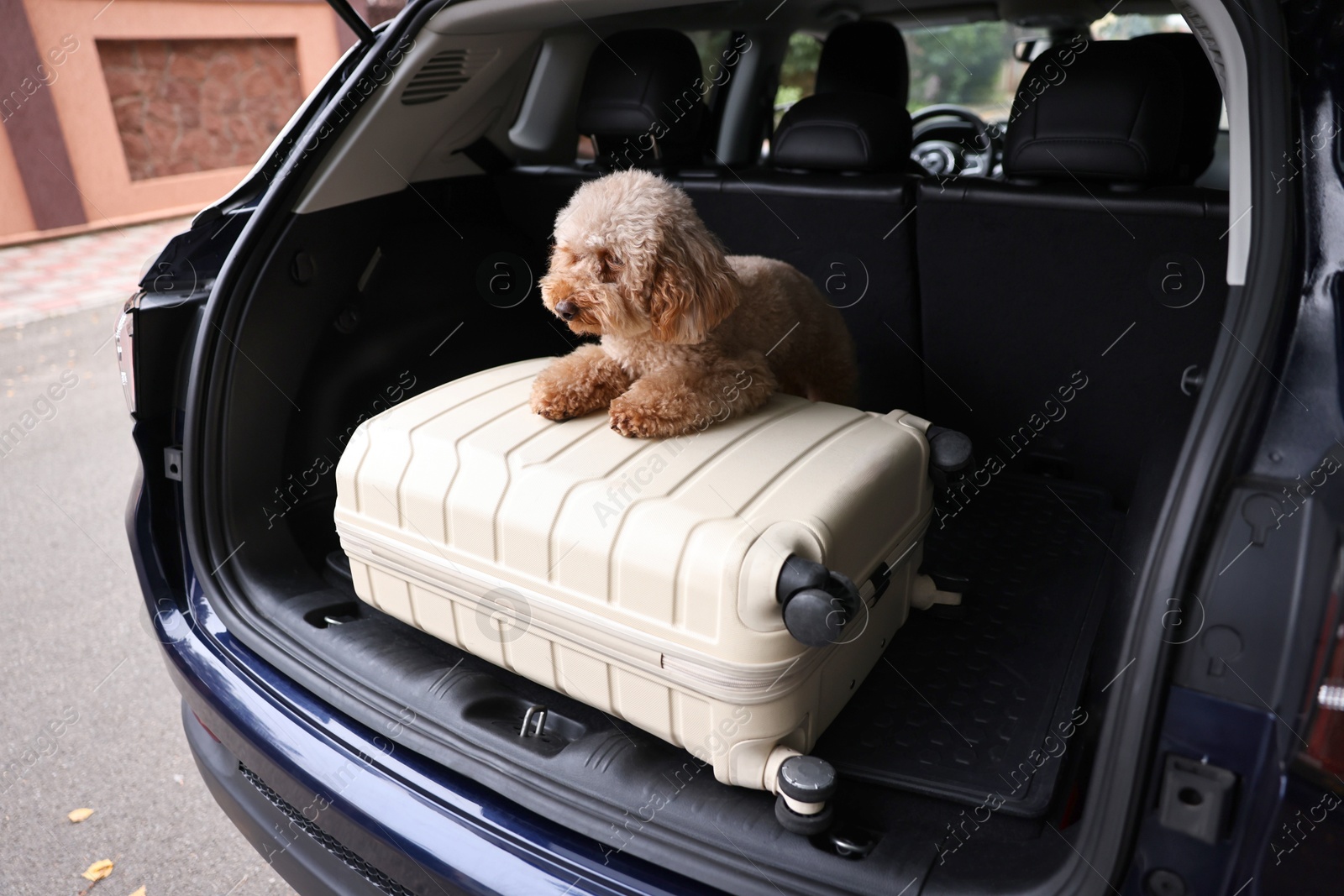 Photo of Cute Toy Poodle dog and suitcase in car trunk