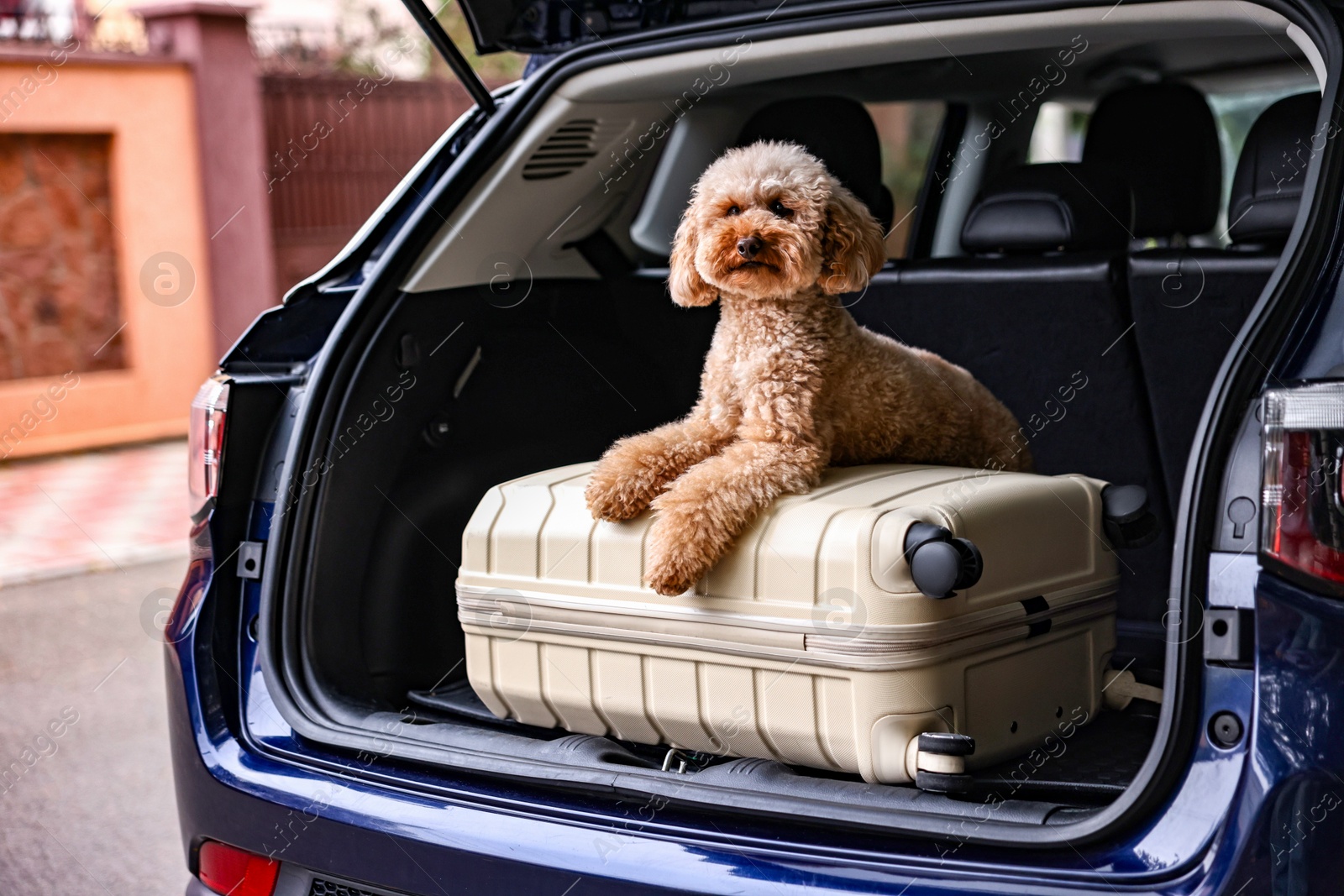 Photo of Cute Toy Poodle dog and suitcase in car trunk