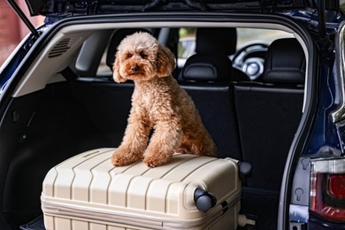 Photo of Cute Toy Poodle dog and suitcase in car trunk