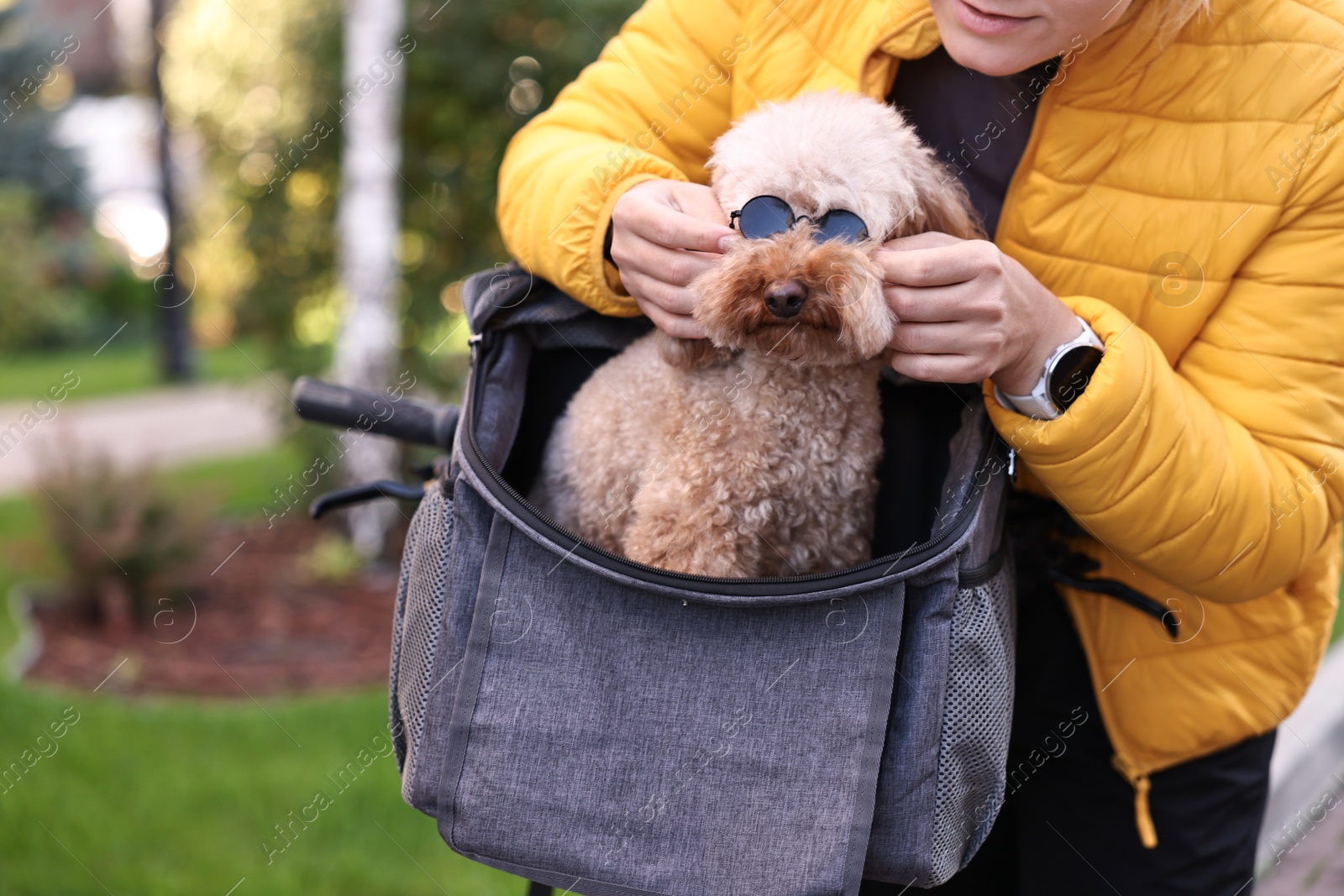 Photo of Woman with bicycle and cute Toy Poodle dog in sunglasses outdoors, closeup