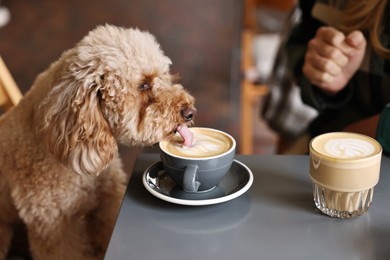 Cute Toy Poodle dog drinking coffee and woman in cafe, closeup