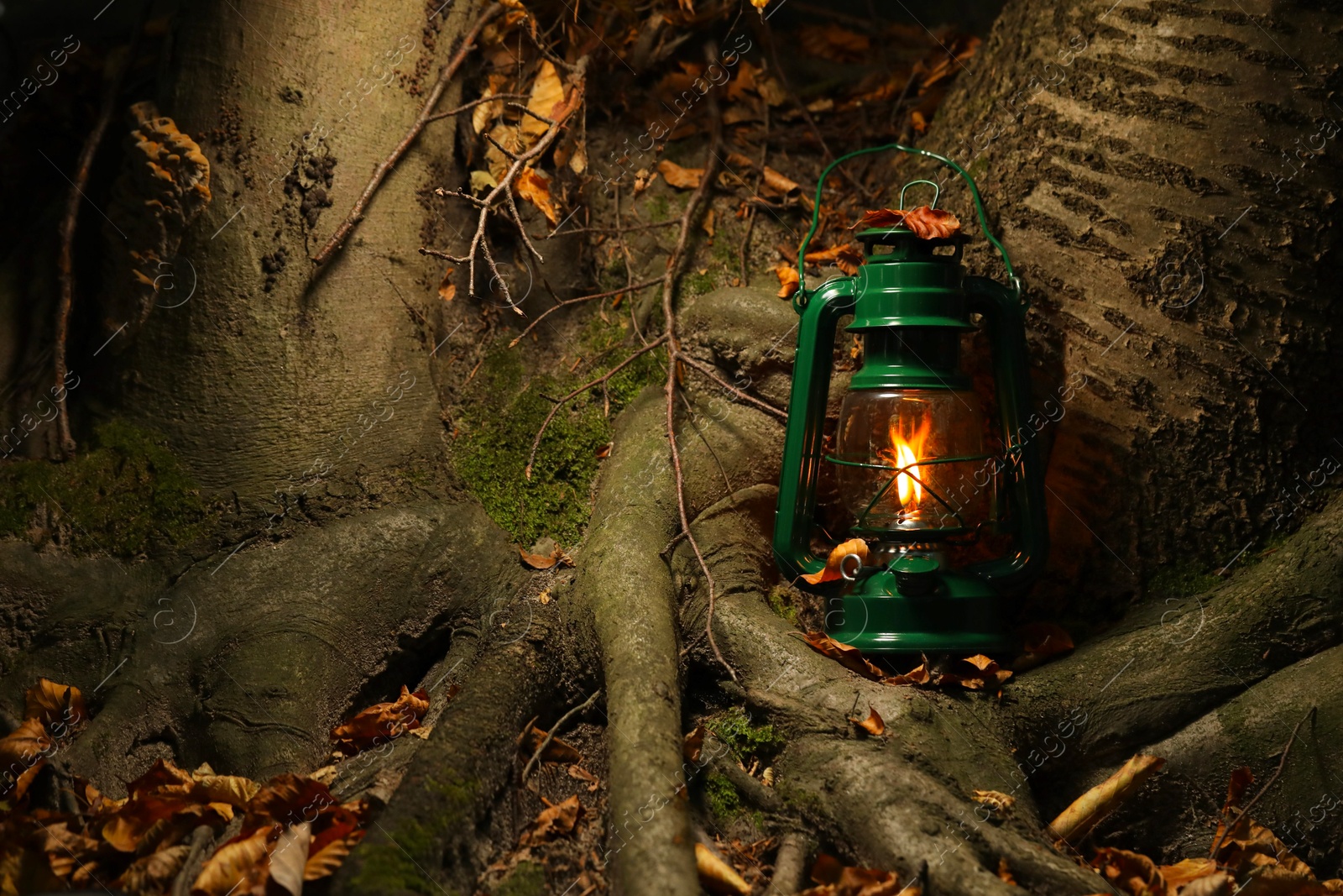 Photo of Vintage kerosene lamp near tree in forest at evening, space for text