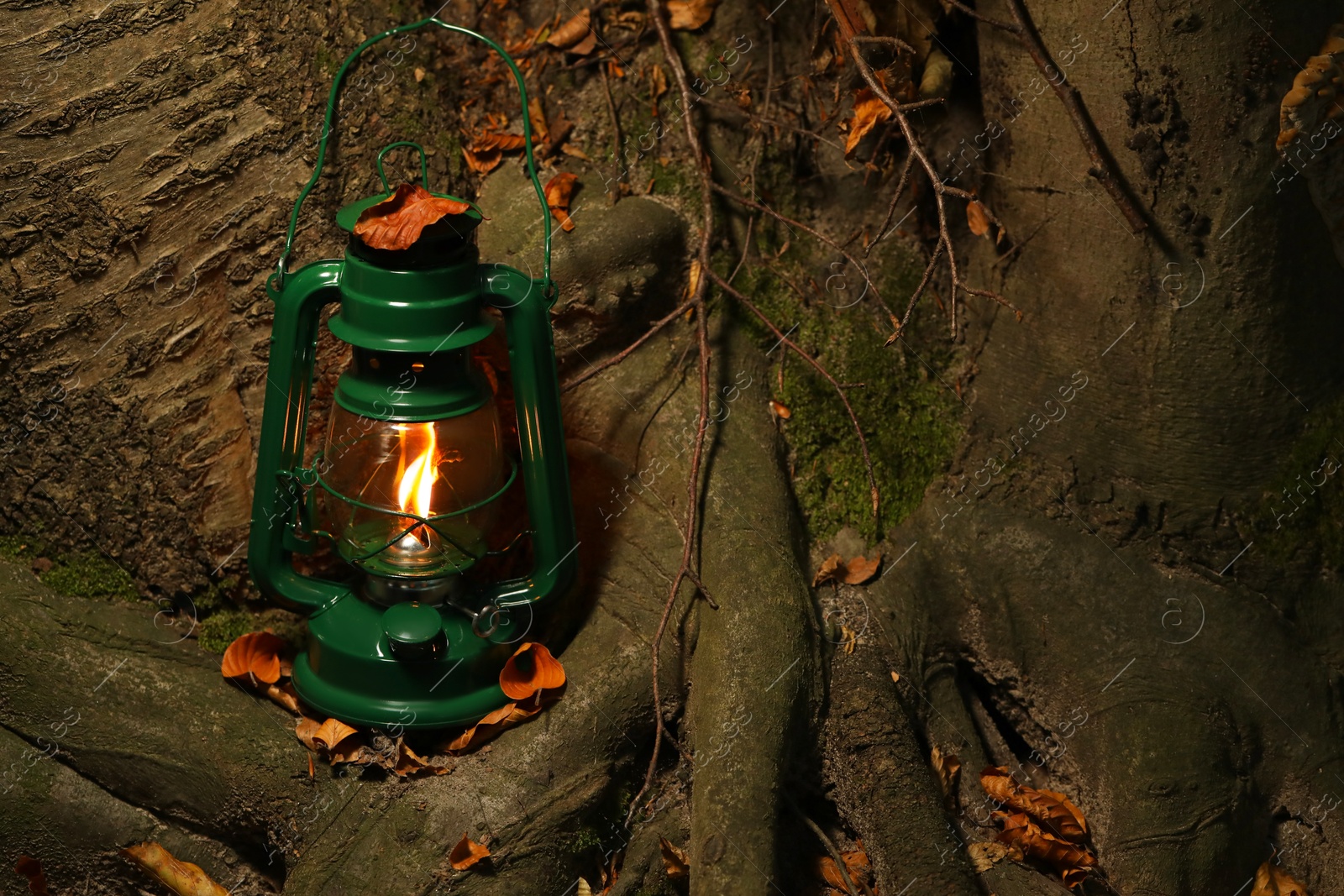 Photo of Vintage kerosene lamp near tree in forest at evening, space for text