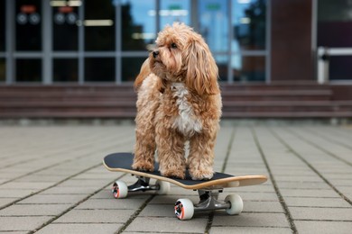 Photo of Cute Maltipoo dog with skateboard on city street