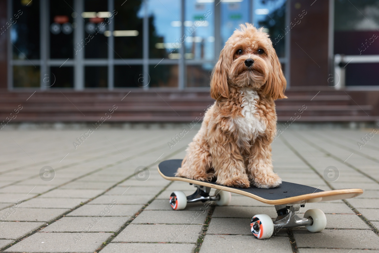 Photo of Cute Maltipoo dog with skateboard on city street. Space for text