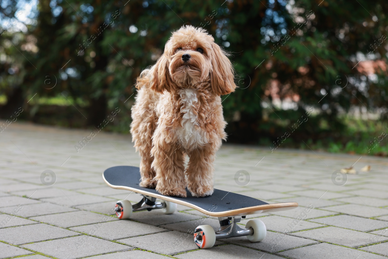 Photo of Cute Maltipoo dog with skateboard on city street