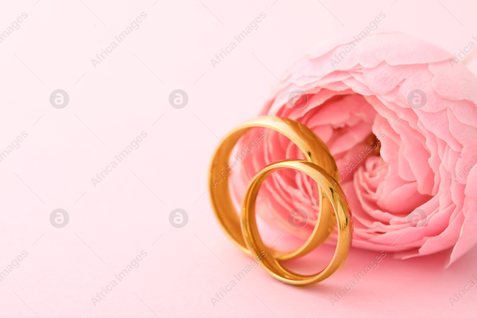 Photo of Golden wedding rings and flower on pink background, closeup. Space for text