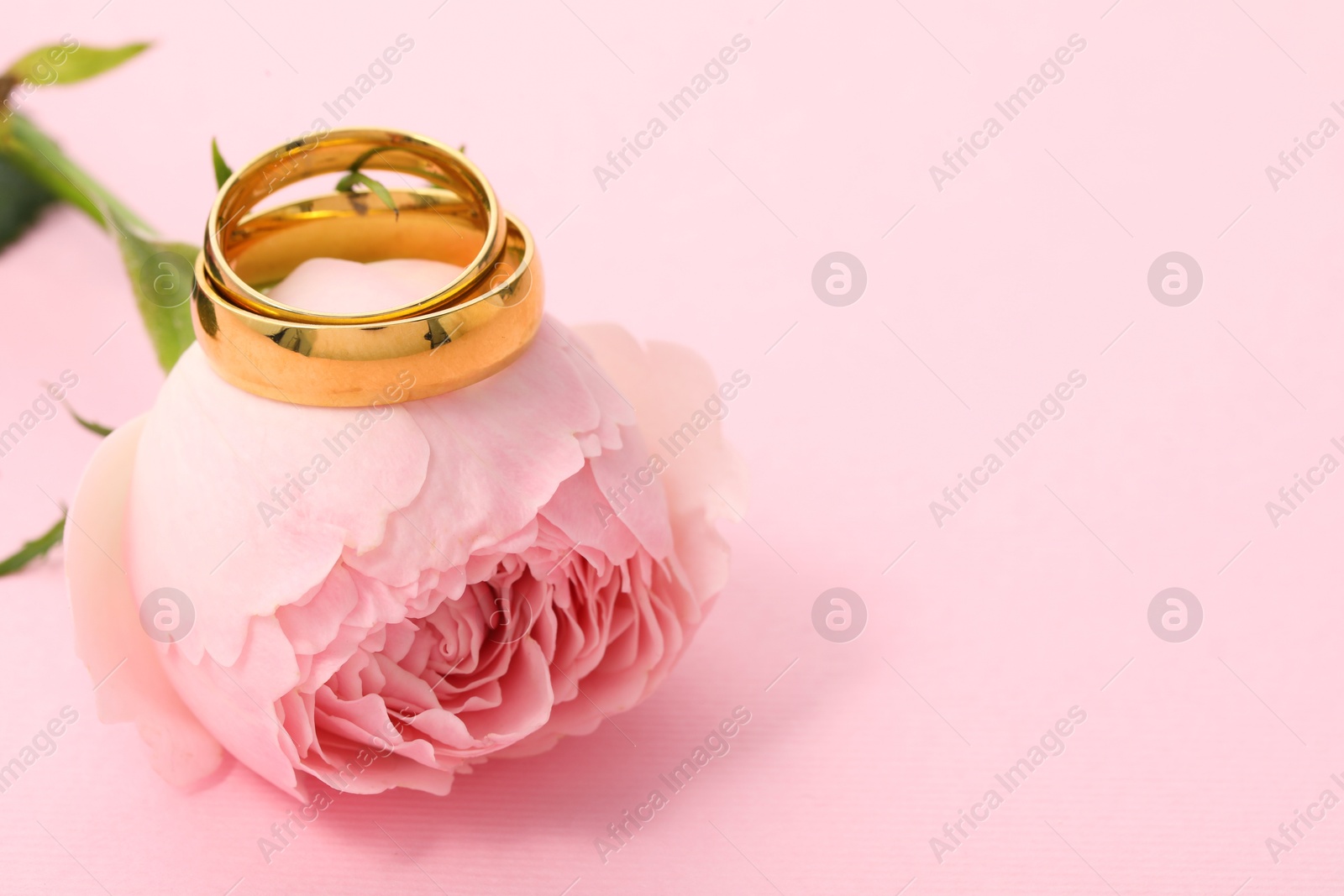 Photo of Golden wedding rings and flower on pink background, closeup. Space for text