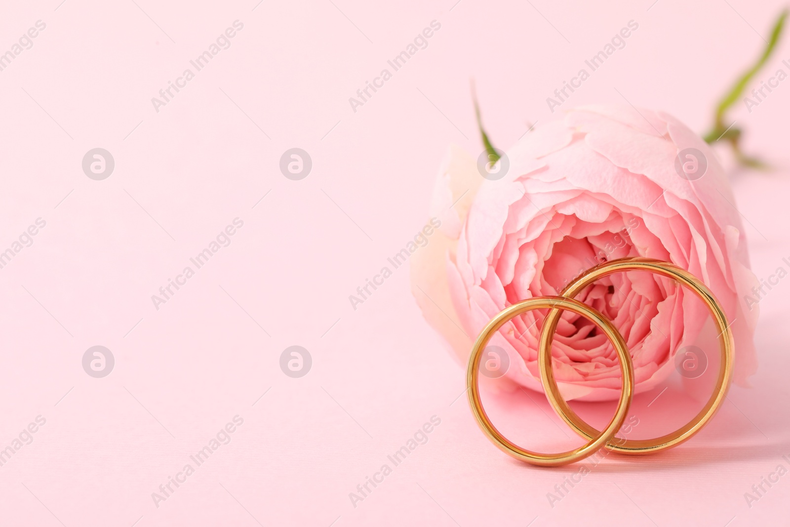 Photo of Golden wedding rings and flower on pink background, closeup. Space for text