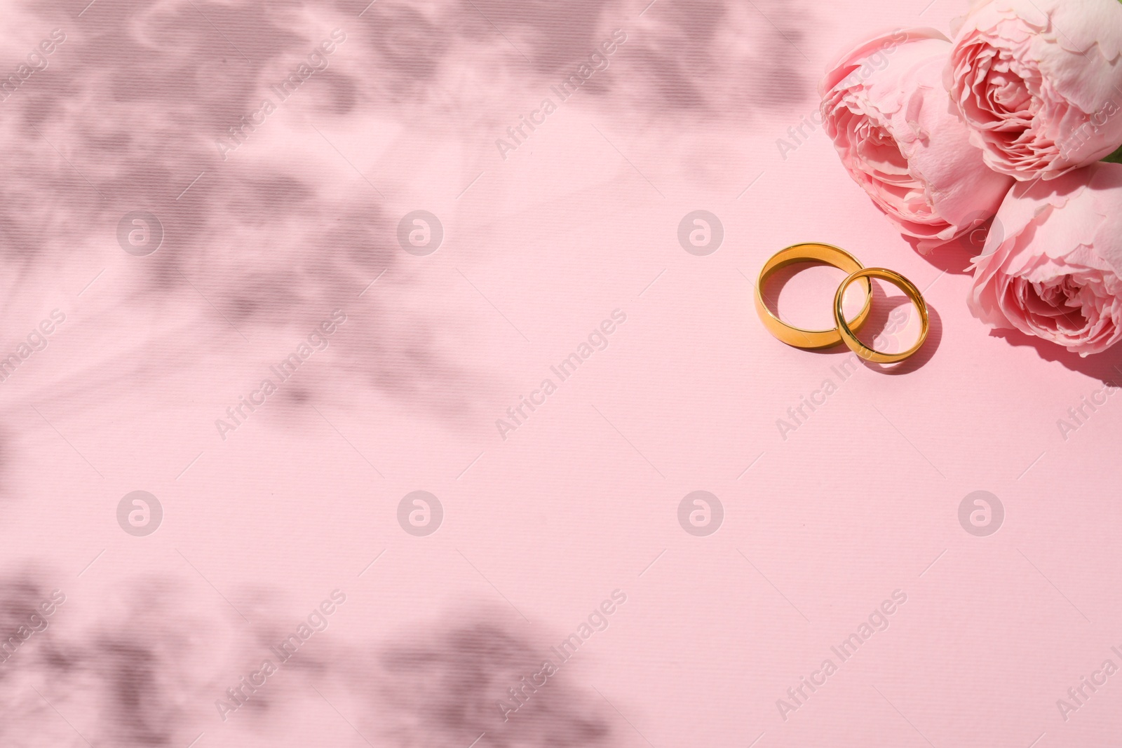 Photo of Golden wedding rings and flowers on pink background, space for text