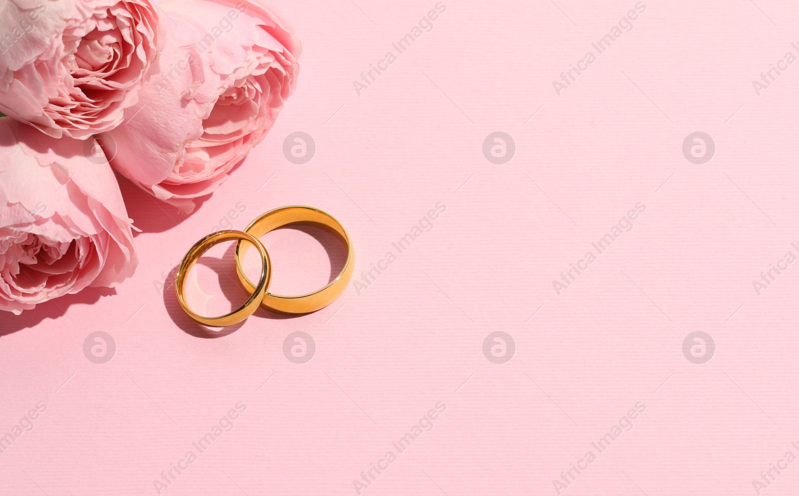 Photo of Golden wedding rings and flowers on pink background, space for text