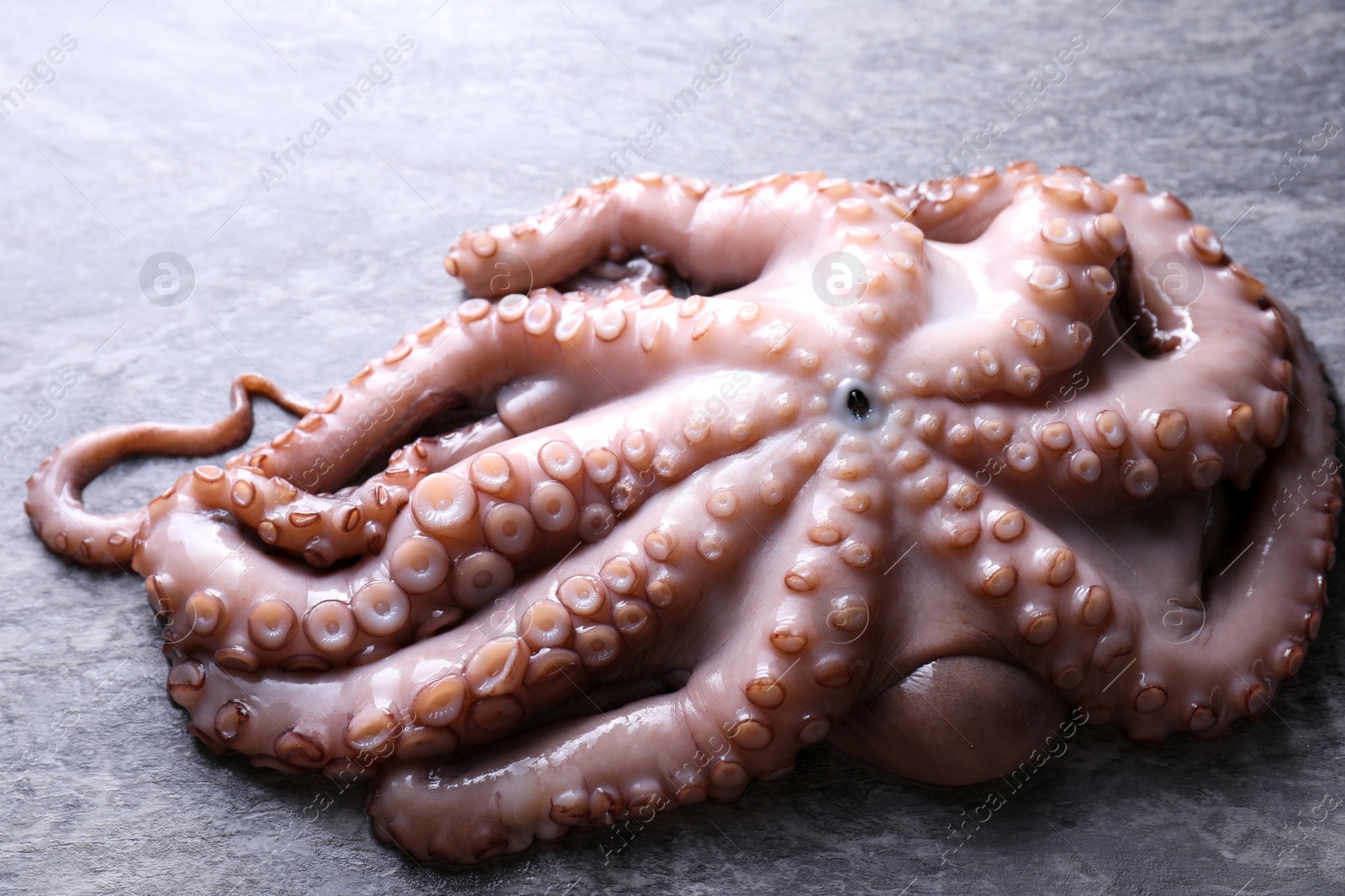 Photo of Fresh raw octopus on grey table, closeup