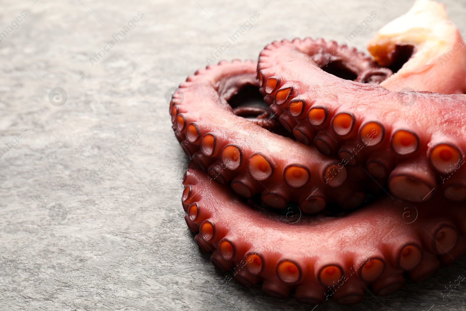 Photo of Fresh raw octopus on grey table, closeup. Space for text