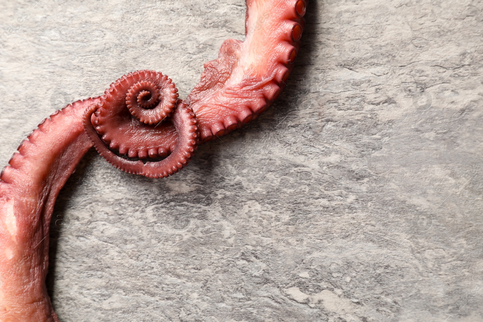 Photo of Fresh raw octopus on grey table, top view. Space for text