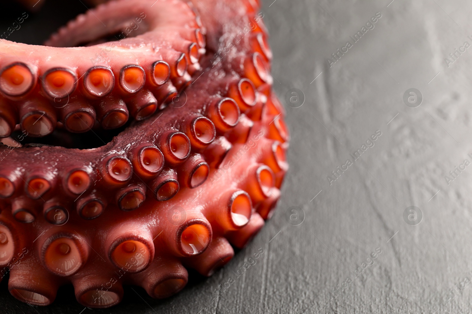 Photo of Fresh raw octopus on grey table, closeup. Space for text