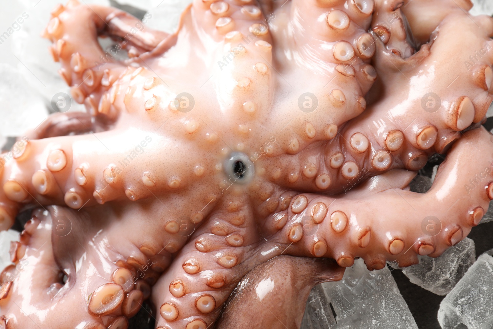 Photo of Whole fresh raw octopus on ice, closeup