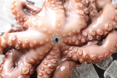 Photo of Whole fresh raw octopus on ice, closeup