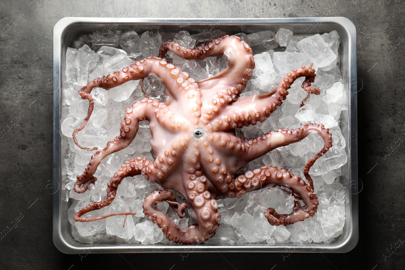 Photo of Whole fresh raw octopus and ice cubes in container on grey table, top view