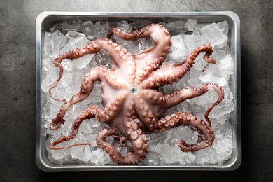 Photo of Whole fresh raw octopus and ice cubes in container on grey table, top view