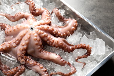 Photo of Whole fresh raw octopus and ice cubes in container on grey table, closeup