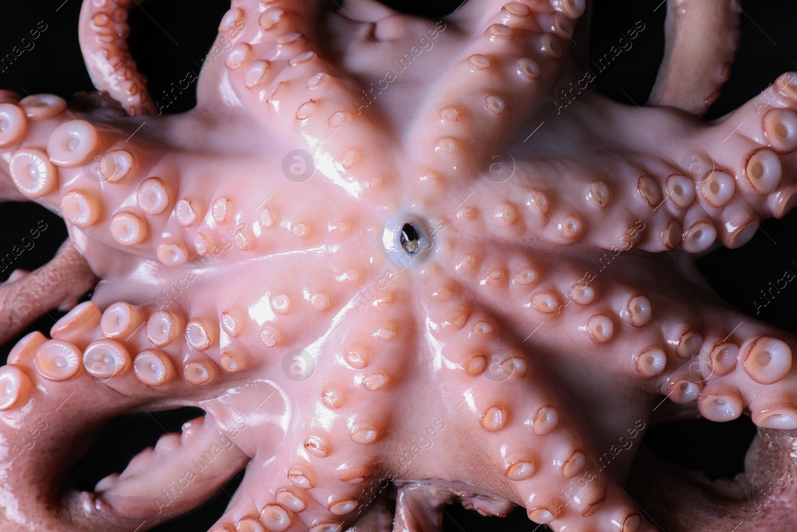 Photo of One fresh raw octopus on black background, top view