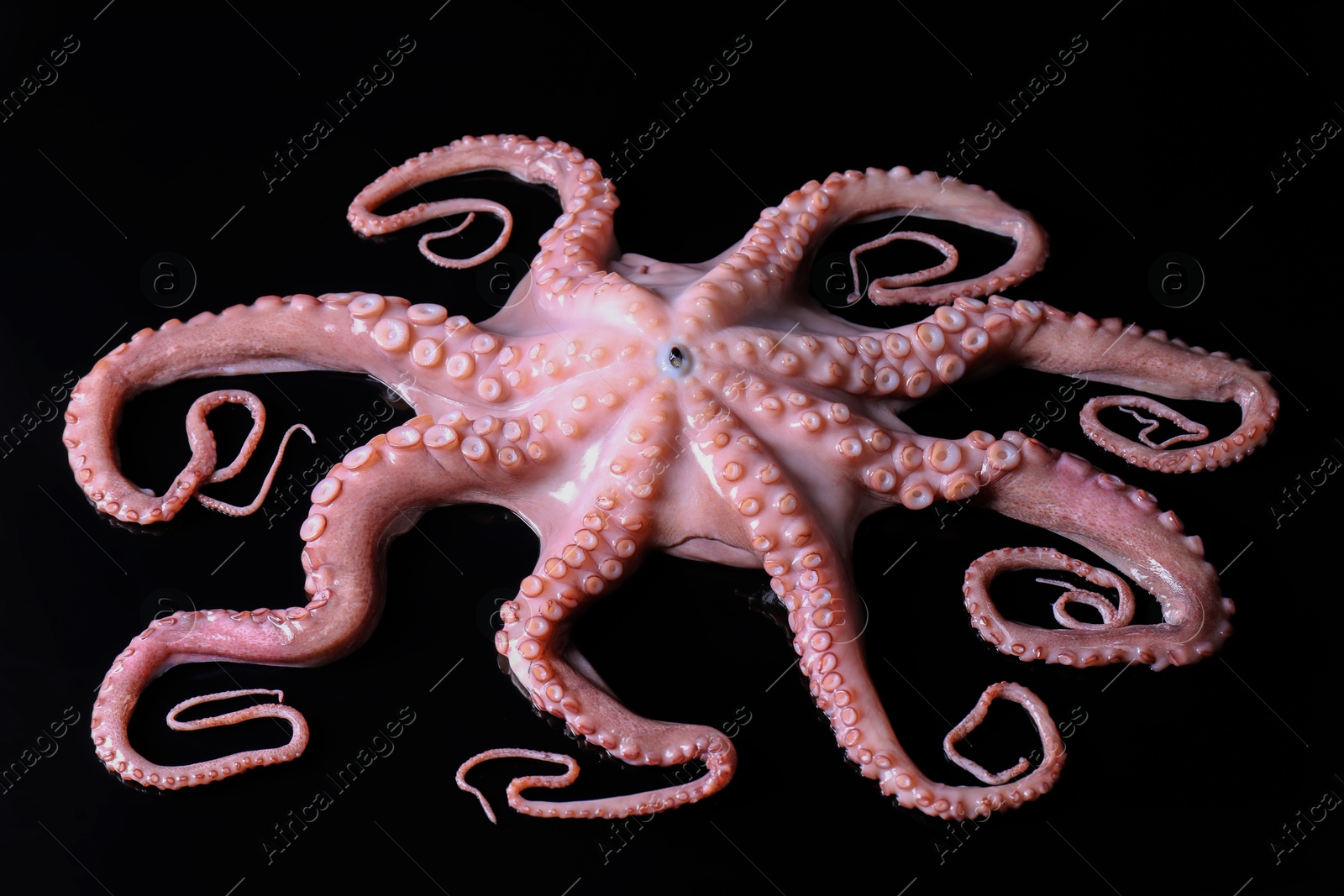 Photo of One fresh raw octopus on black background