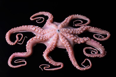 Photo of One fresh raw octopus on black background