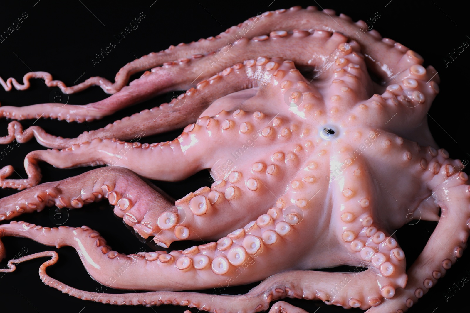 Photo of One fresh raw octopus on black background