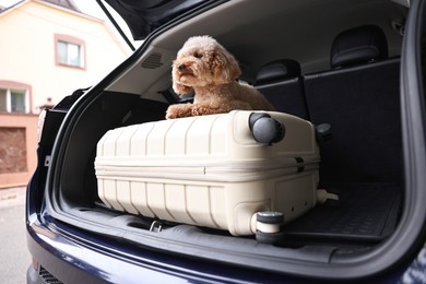 Photo of Cute Toy Poodle dog and suitcase in car trunk